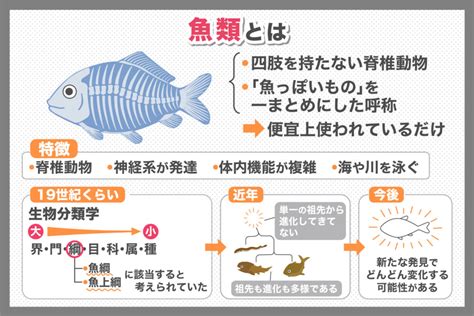 魚種類|魚類図鑑｜魚類の生態・特徴・分布｜目に見えるいき 